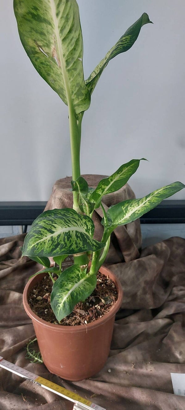 Dieffenbachia Seguira 'Mars'