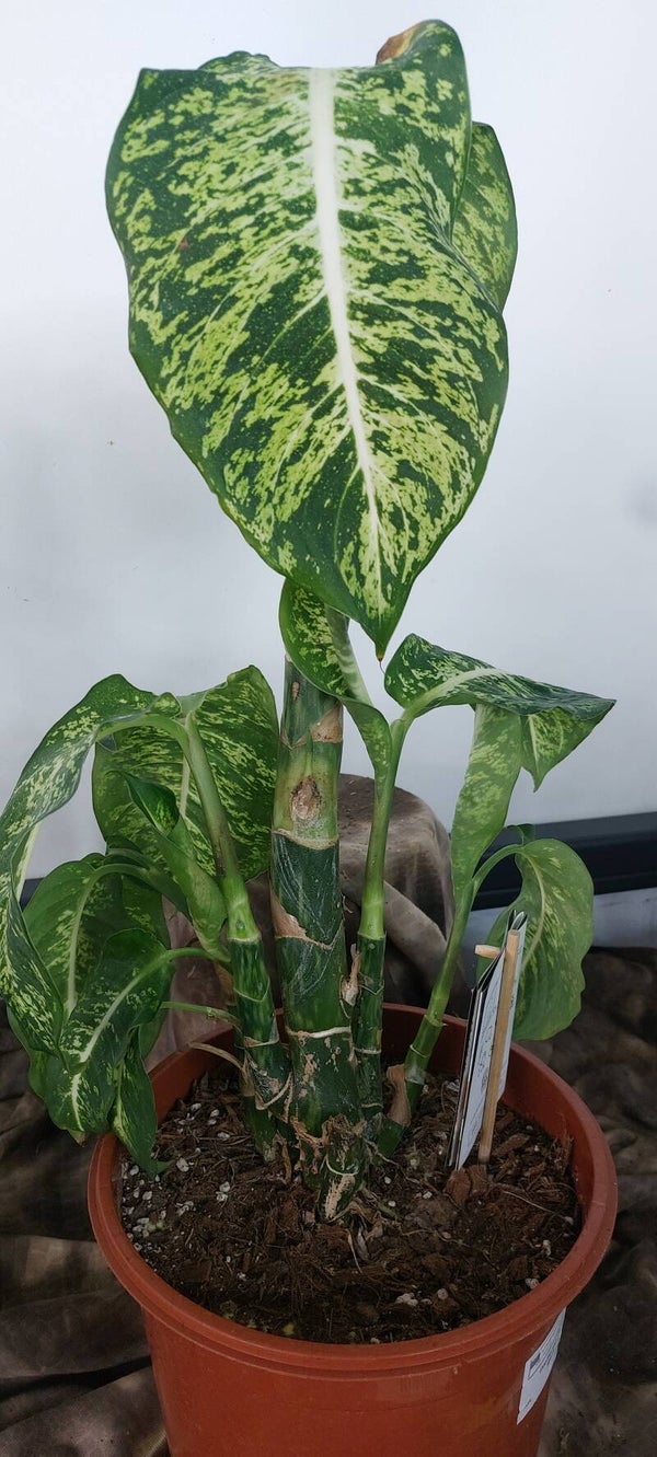 Dieffenbachia 'Mars'