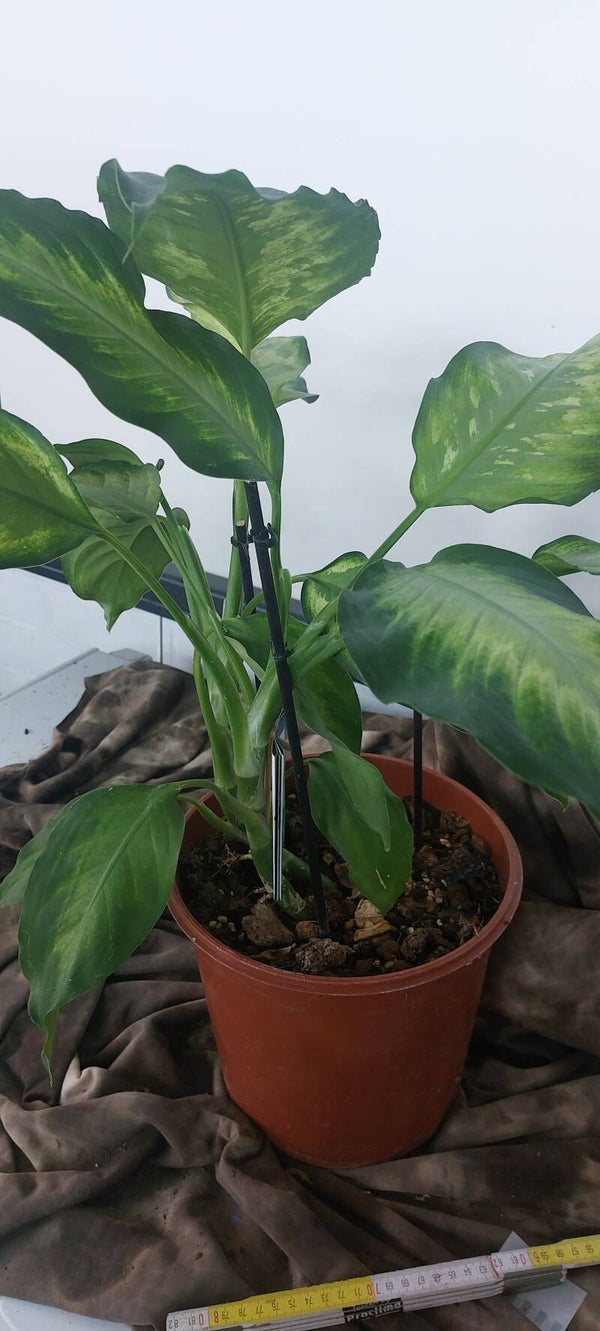 Dieffenbachia 'compacta'