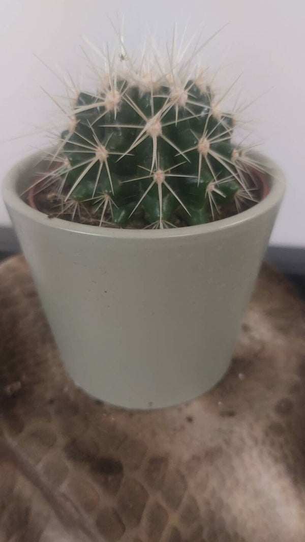Echinocactus grusonii