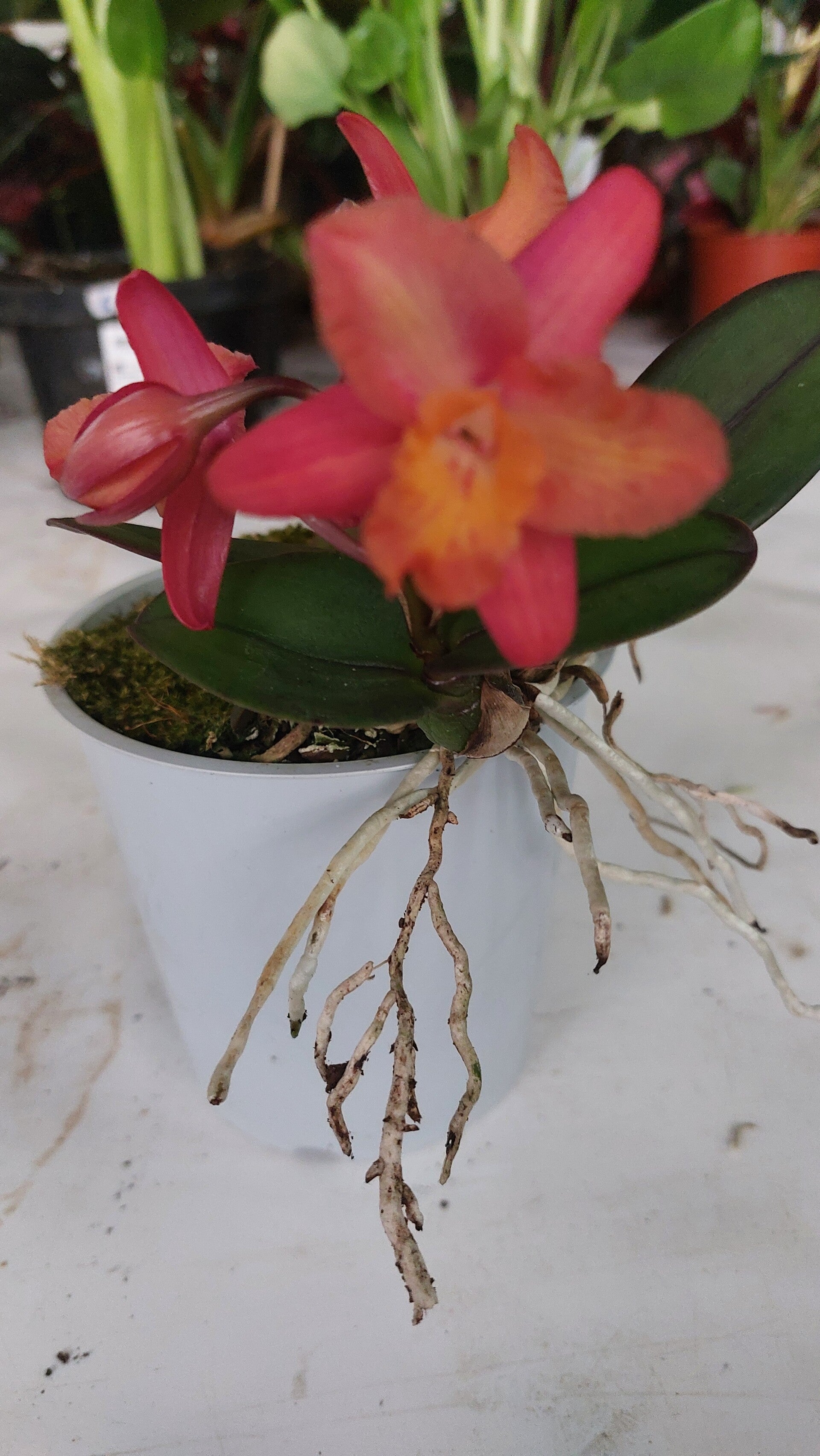 Cattleya Tangerine Fire 'mini Sun'