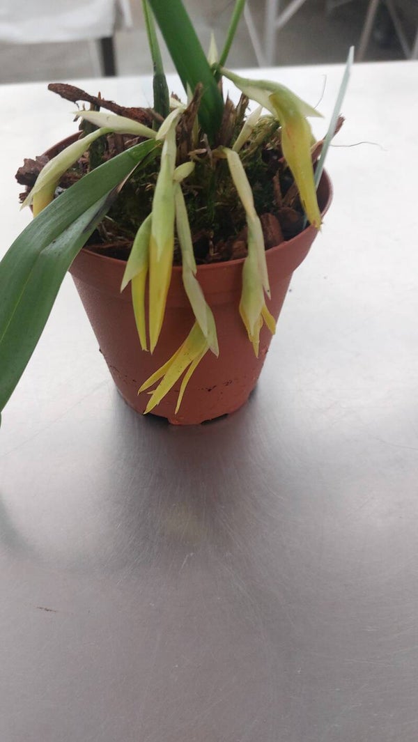 Maxillaria shepheardii