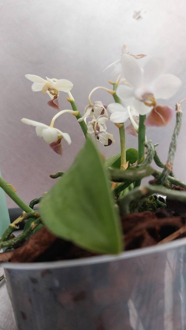 Phalaenopsis lobbii