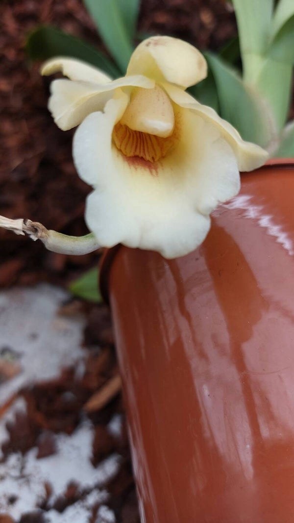 Chysis bractescens