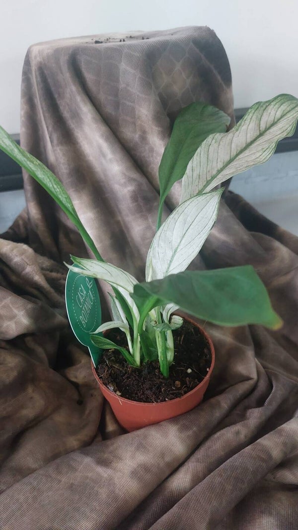 Spathiphyllum Snow Feather