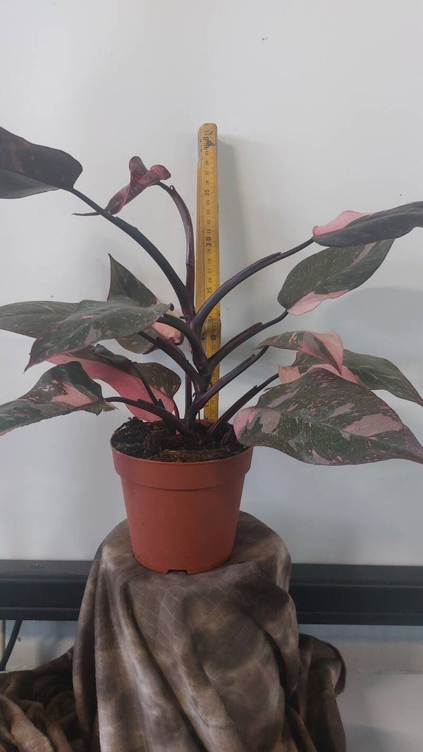 Philodendron Pink Princess Marble