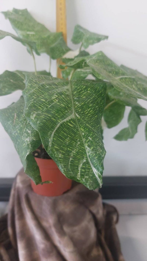 Calathea Musaica Varigata