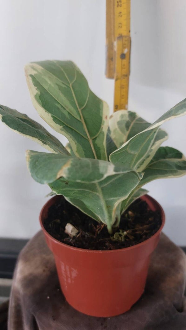 Ficus lyratha varigata