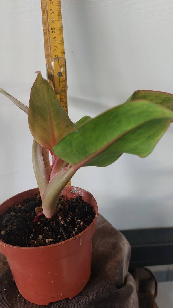 Philodendron 'Prince of Orange