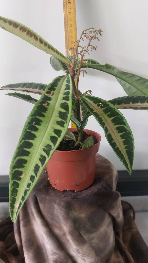 Labisia japonica