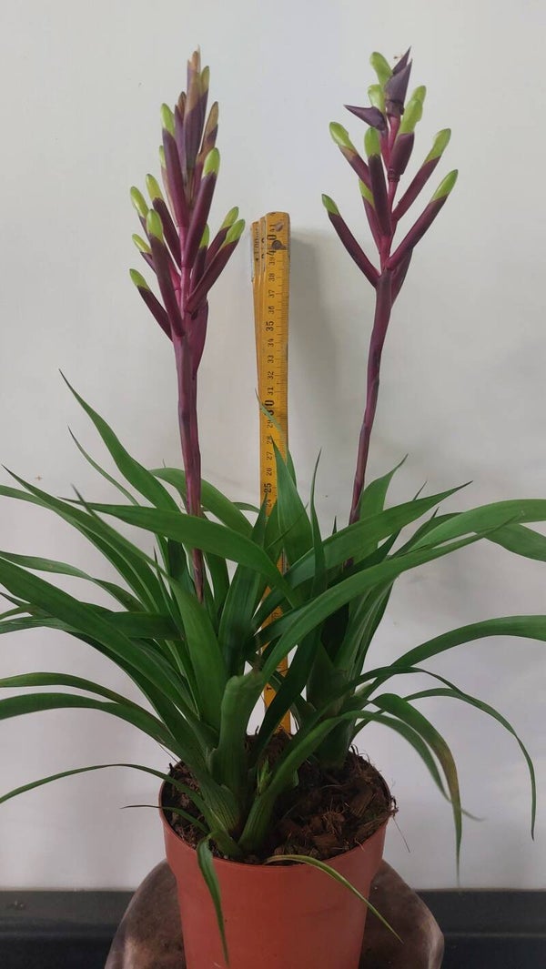 Guzmania Misty