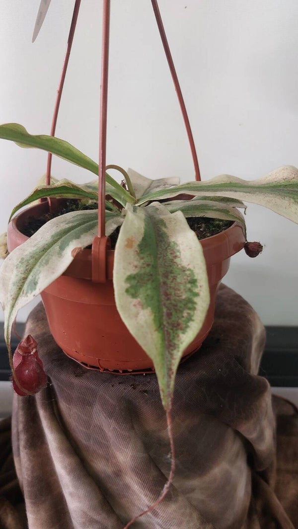 Nepenthes 'Viking X ampullaria 'variegata