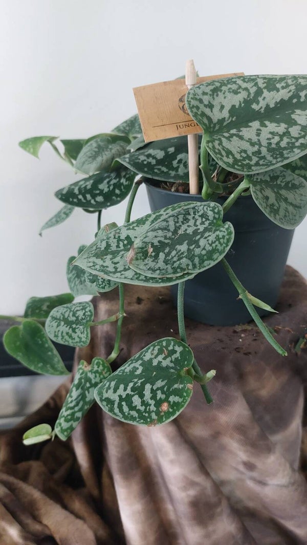 Scindapsus Pictus
