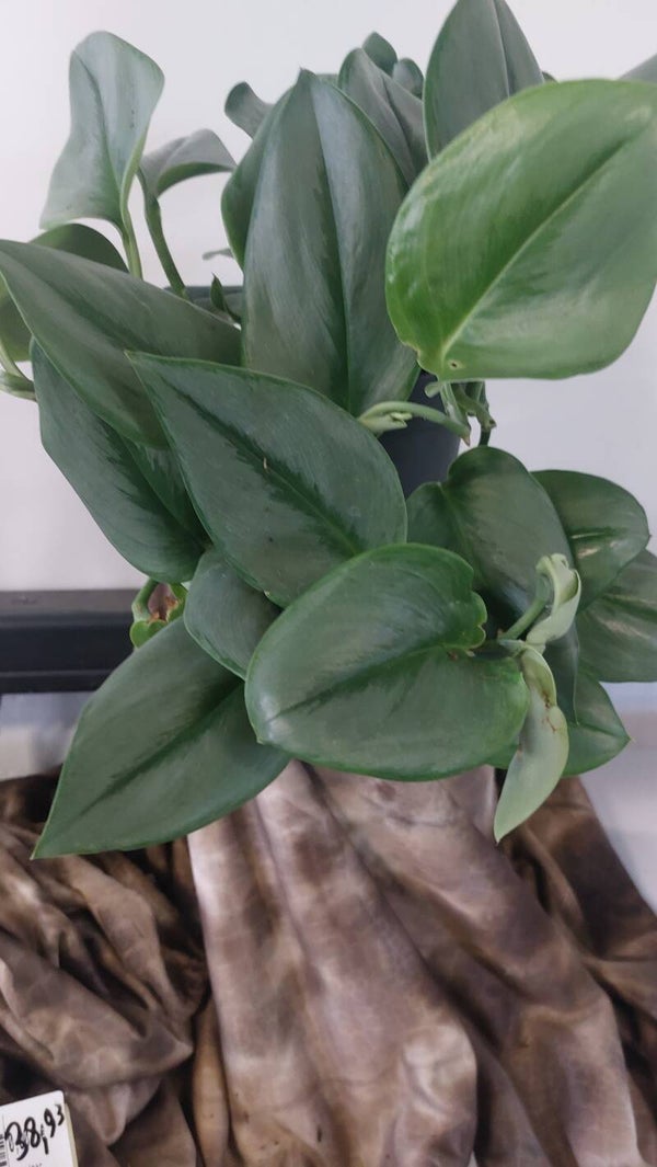 Scindapsus Treubii Moonlight