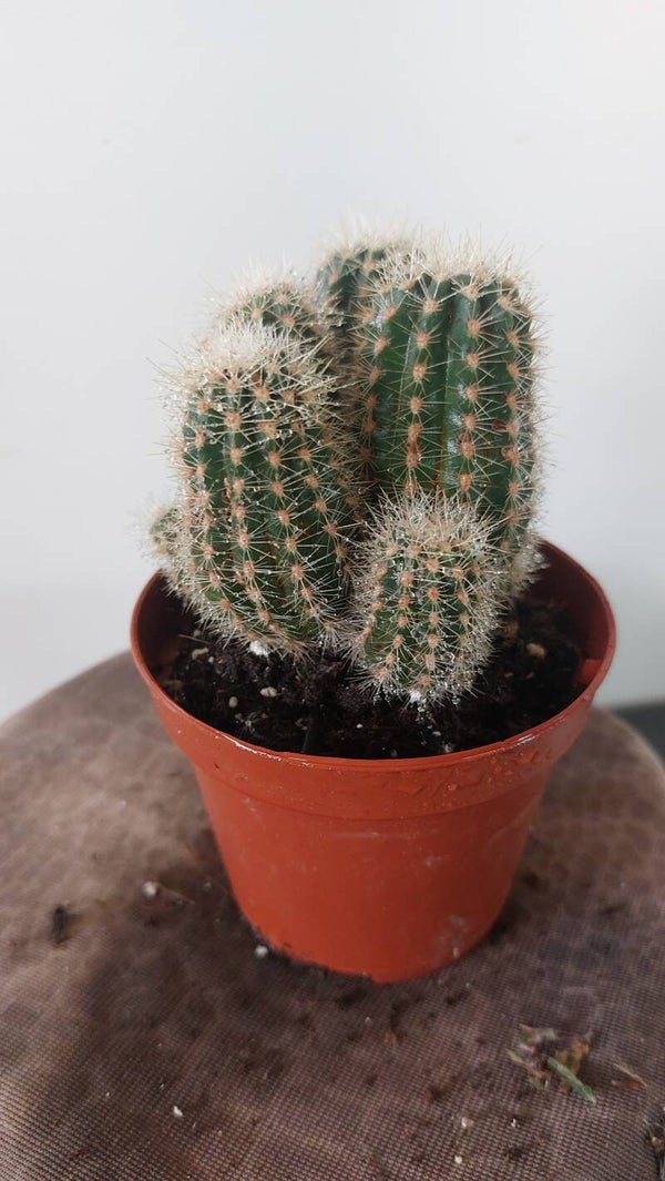 Trichocereus huacha