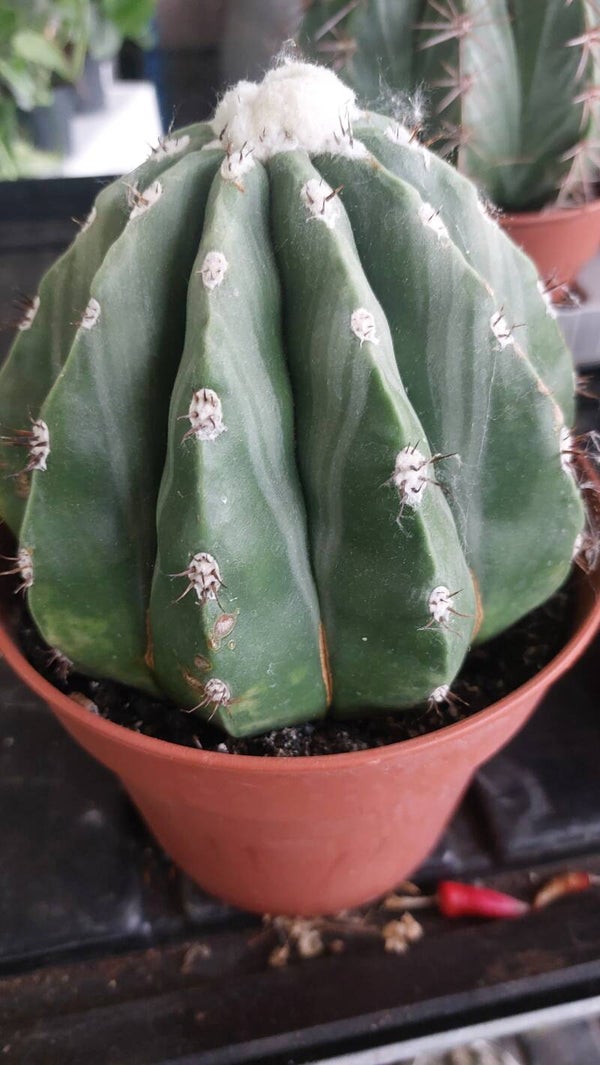 Melocactus maxonii inermis