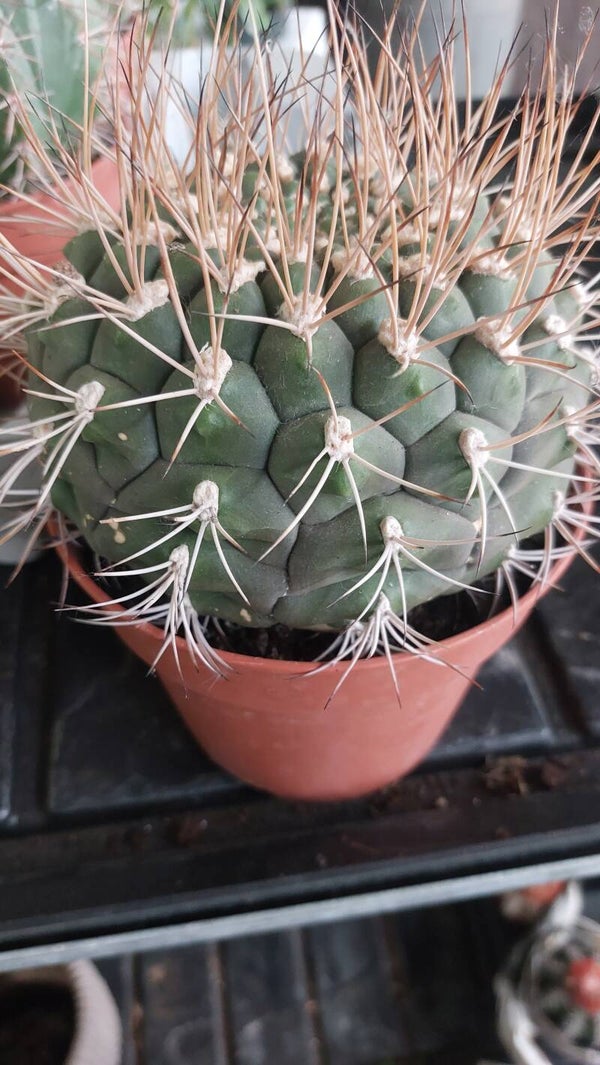 Gymnocalycium saglionis