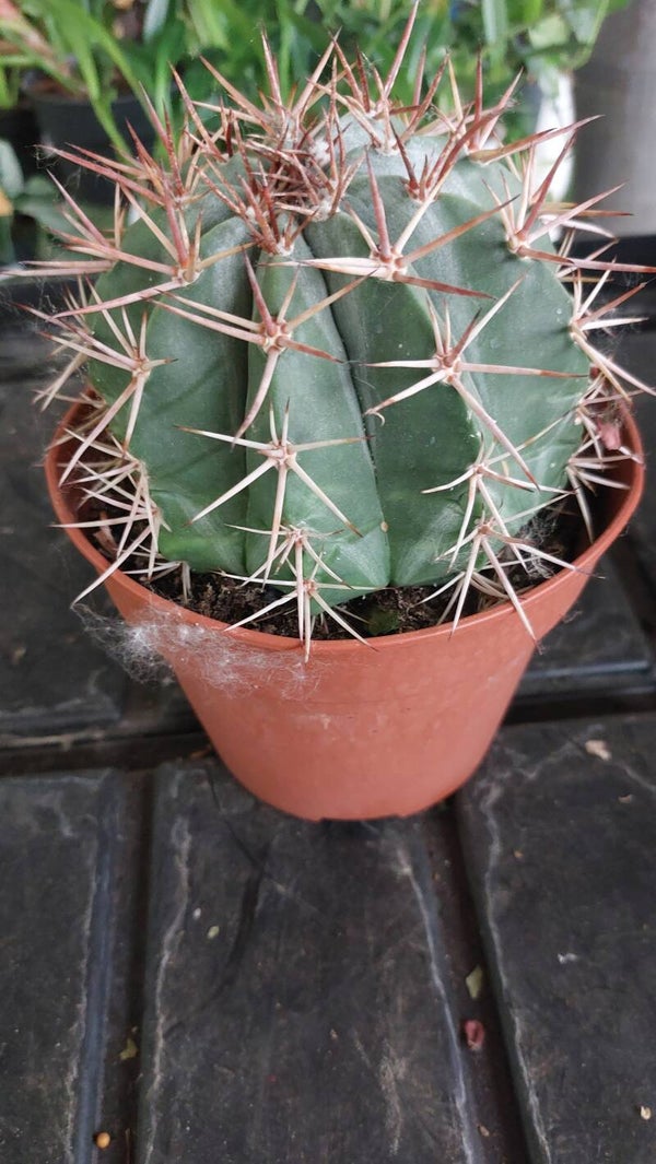 Melocactus azureus