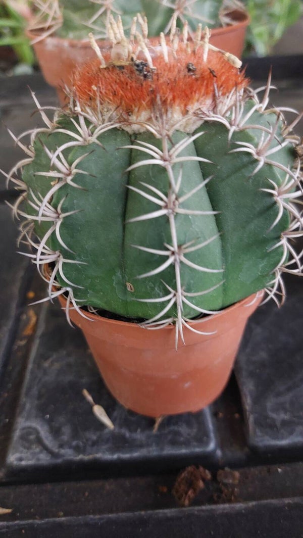 Melocactus mantazanus