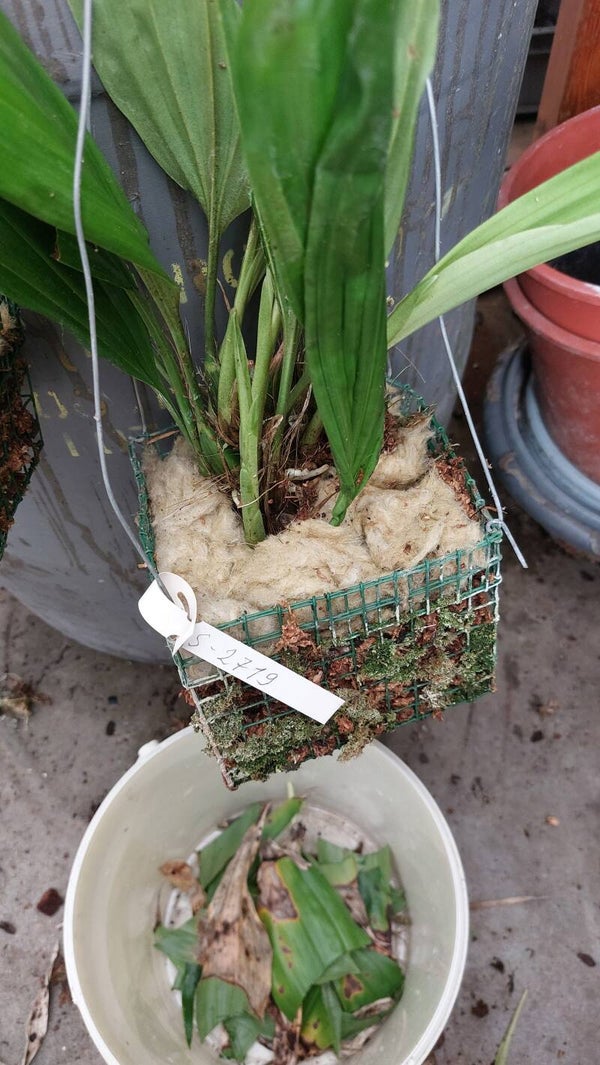 Stanhopea embreei
