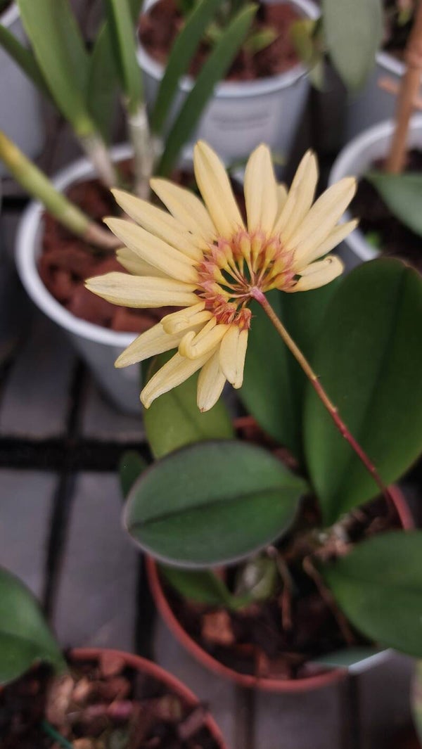 Bulbophyllum Daisy Chain X B. purpurascens