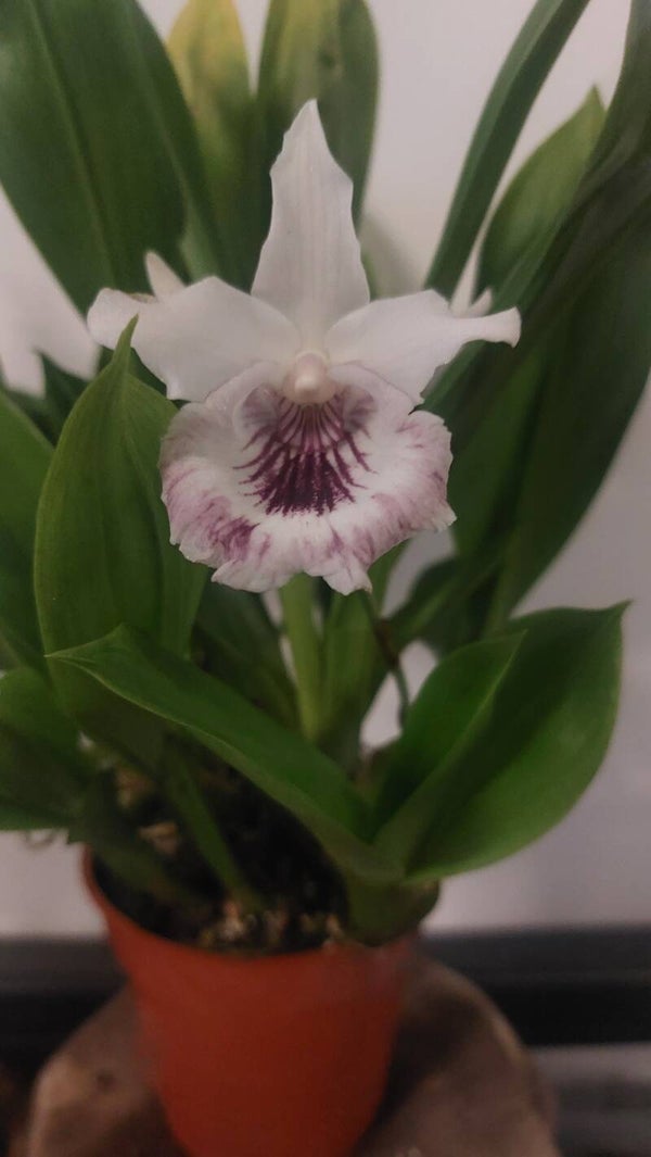 Cochleanthes Hybride