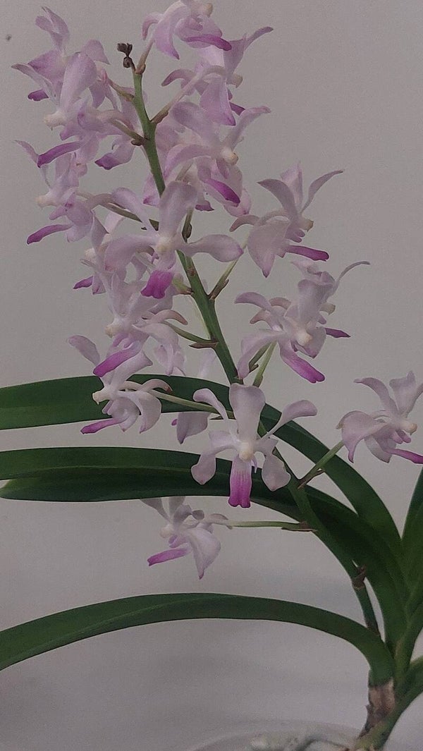 Rhynchovanda 'Goldberg'