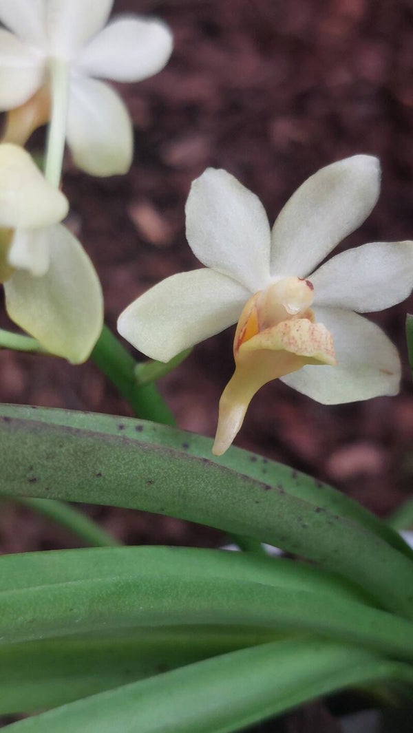 Holcoglossum Hybride