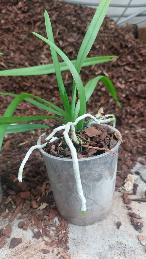 Vanda brunea