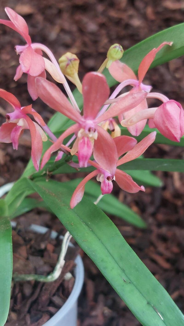 Vandofinides Hybride
