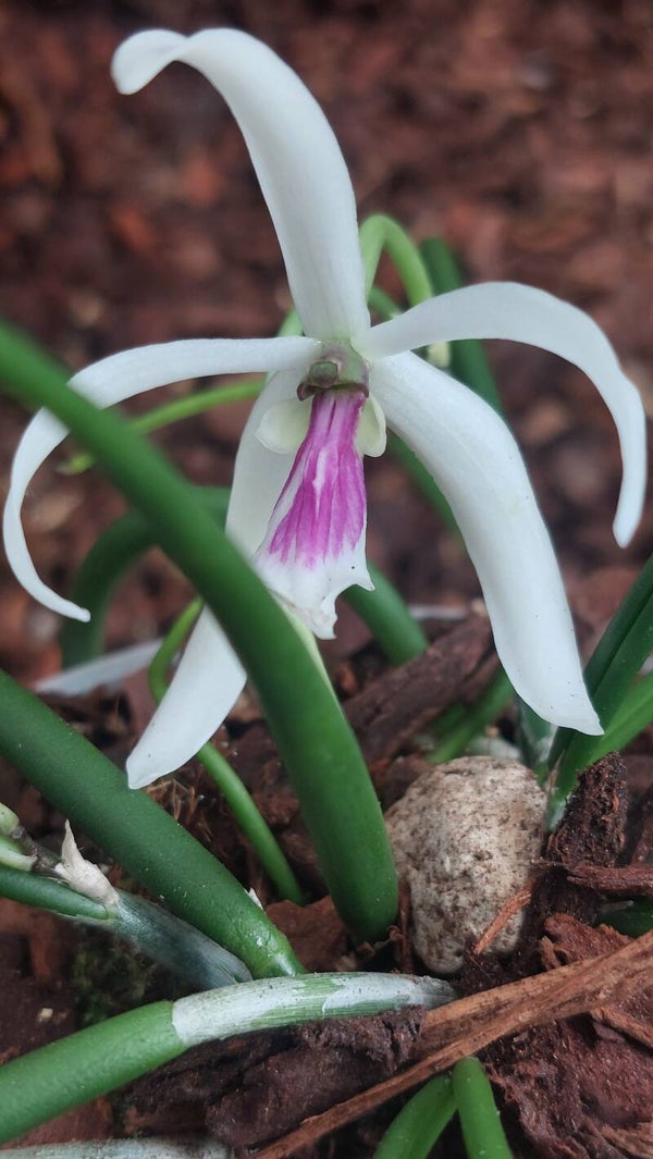 Leptotes bicolor