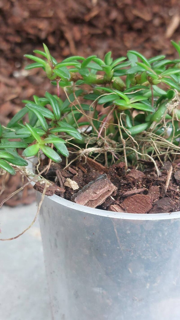 Epidendrum porpax