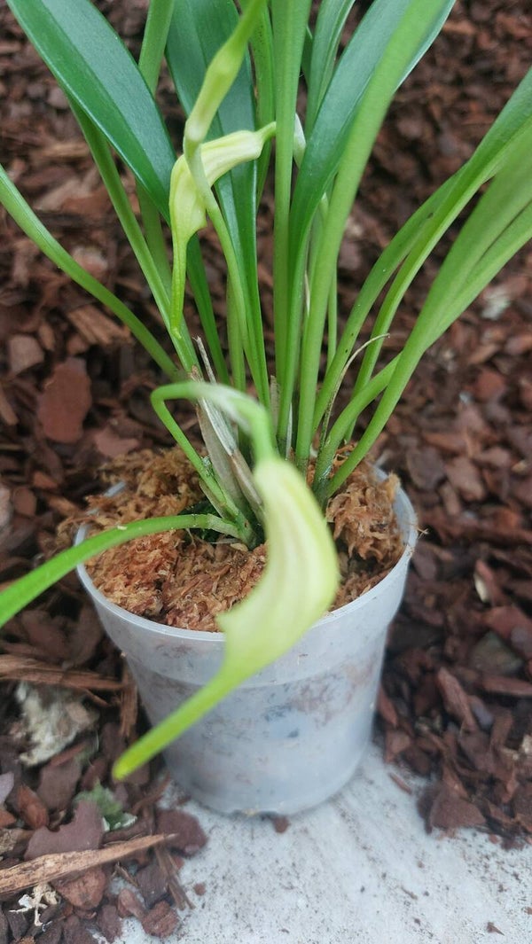 Masdevallia chasei