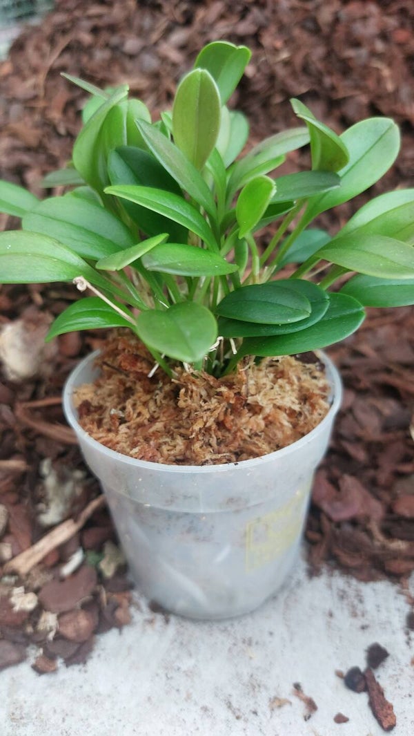 Masdevallia nidifica geel