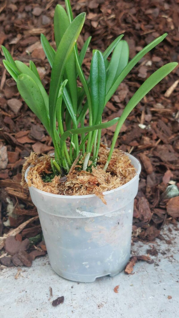 Masdevallia striatella