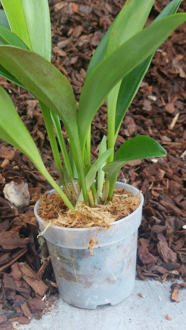 Masdevallia polysticta blue