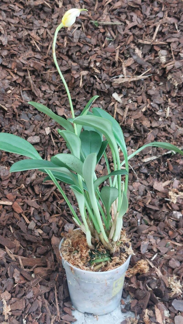 Masdevallia uniflora albina
