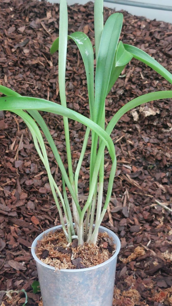 Masdevallia veitchii  prince de galle