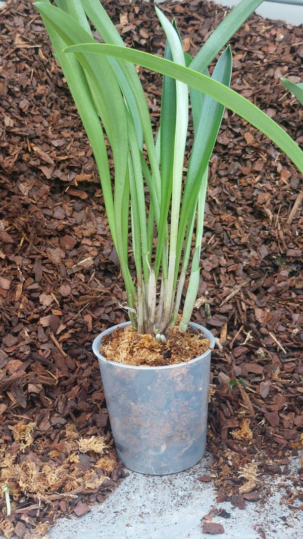 Masdevallia veitchii