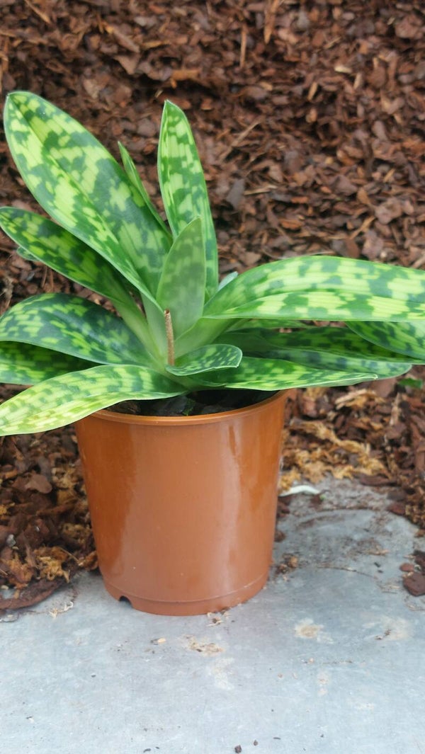 Paphiopedilum Maudiae