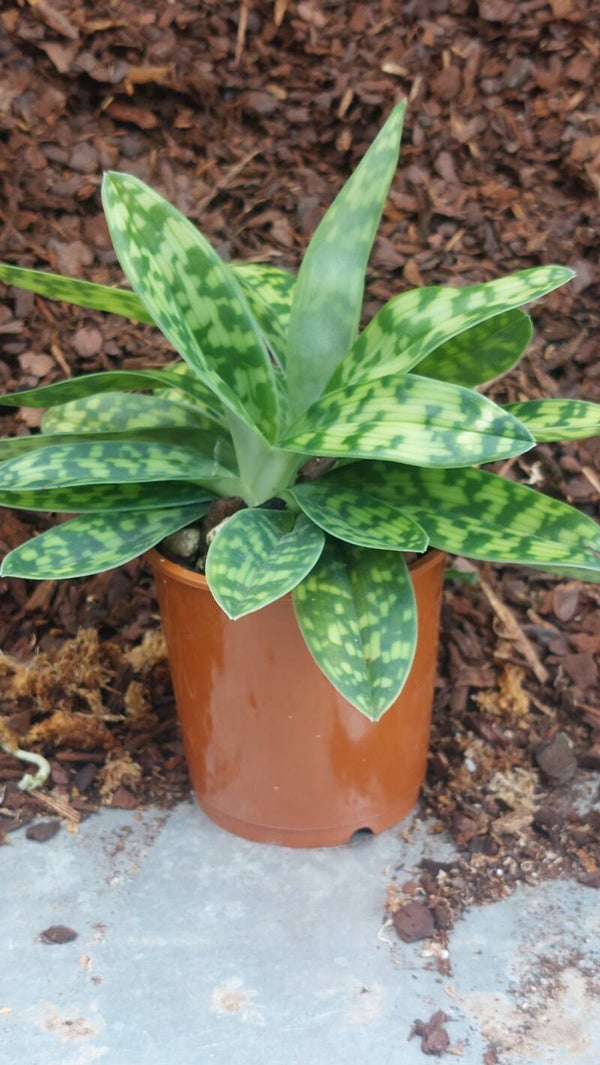 Paphiopedilum Maudiae alba