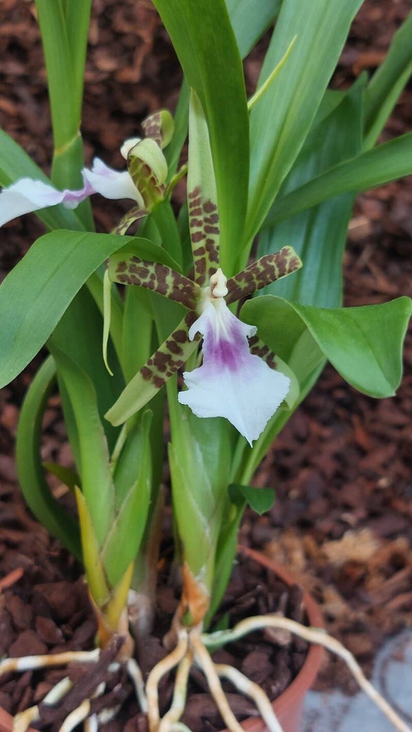 Aspasia lunata