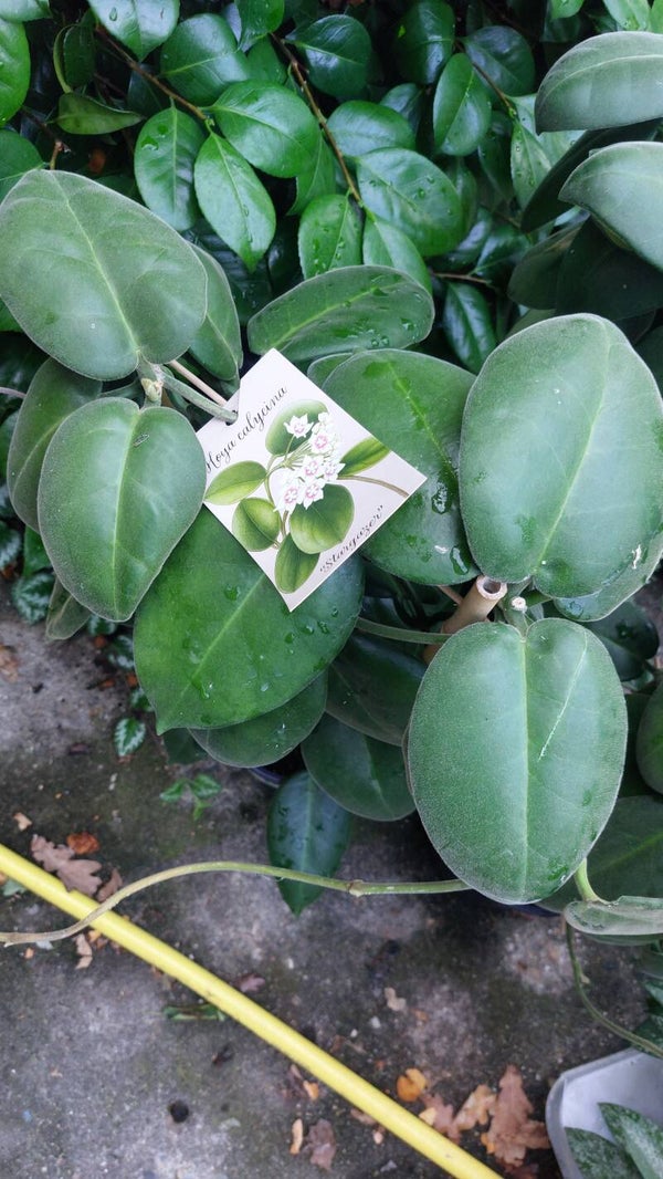 Hoya calycina stargazer