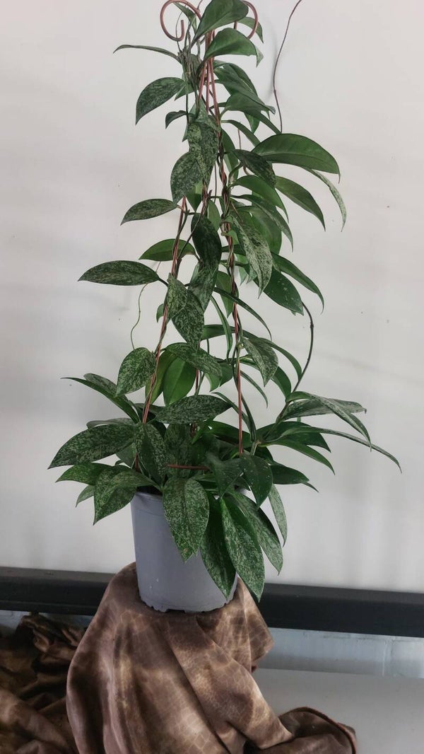 Hoya carnosa silverspot