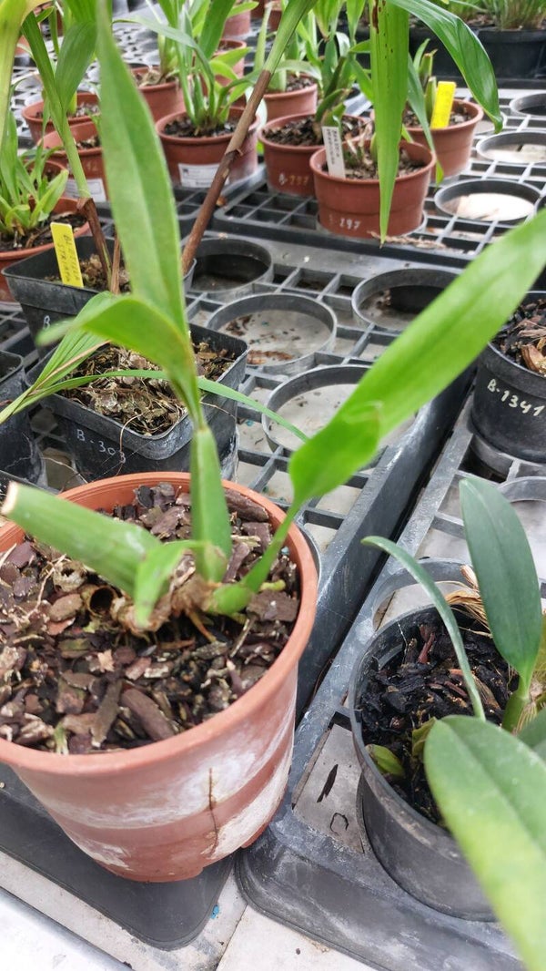 Brassia verucosa