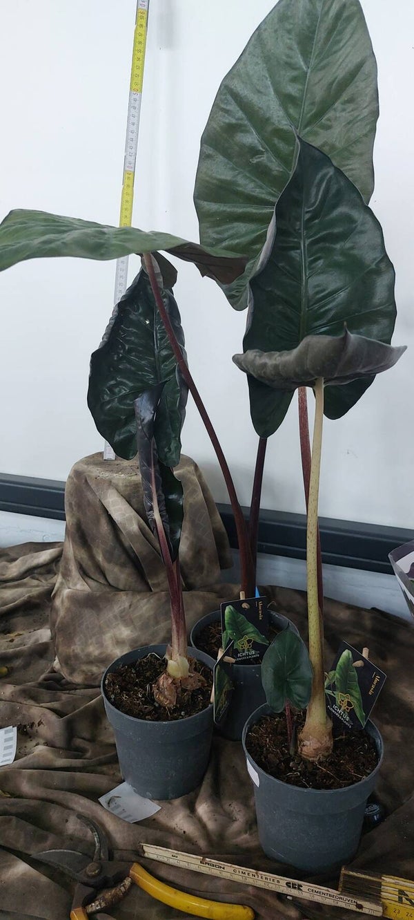 Alocasia sarawakensis 'yucatan Princess'