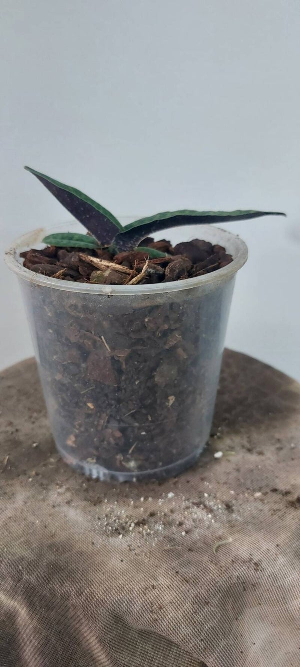 Paphiopedilum victoria-mariae