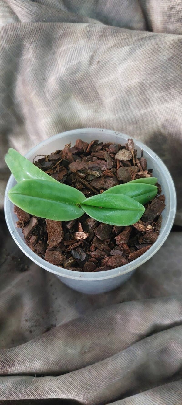 Paphiopedilum emersonii