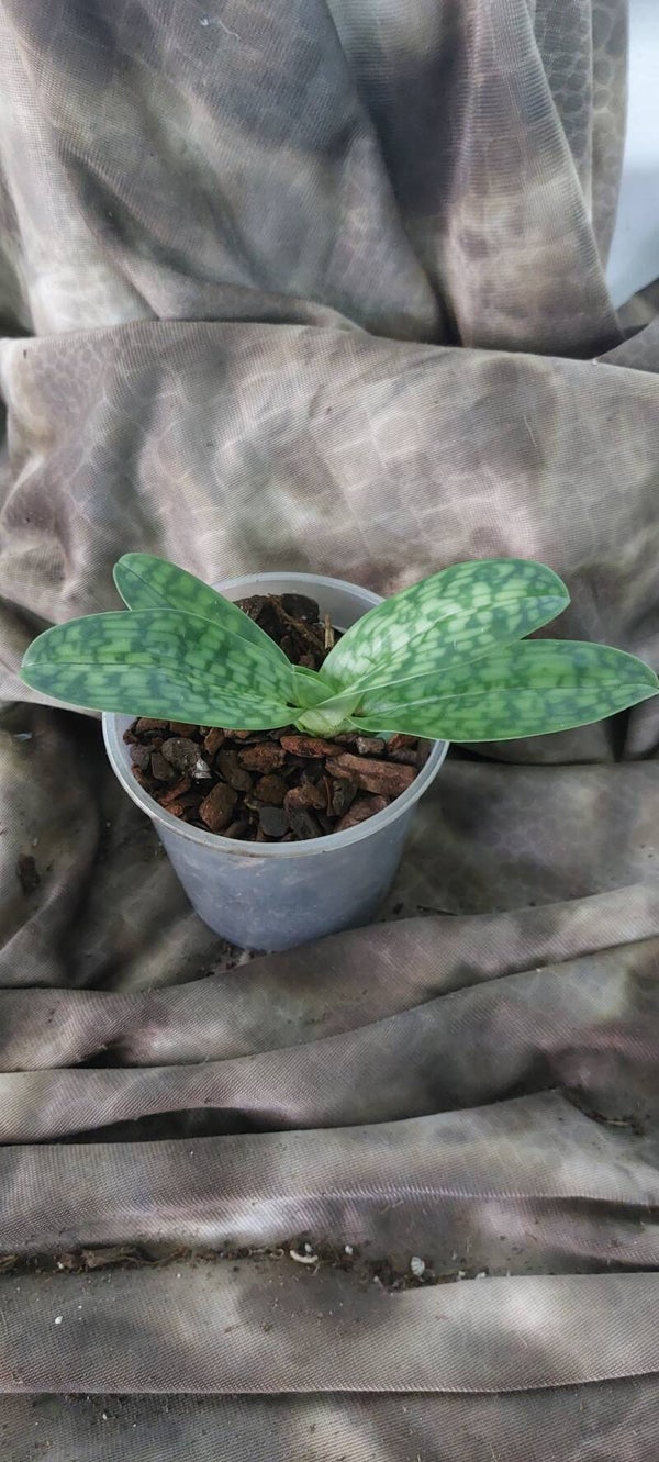 Paphiopedilum urbanianum