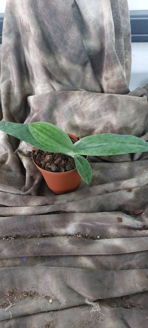 Paphiopedilum barbatum nigritum